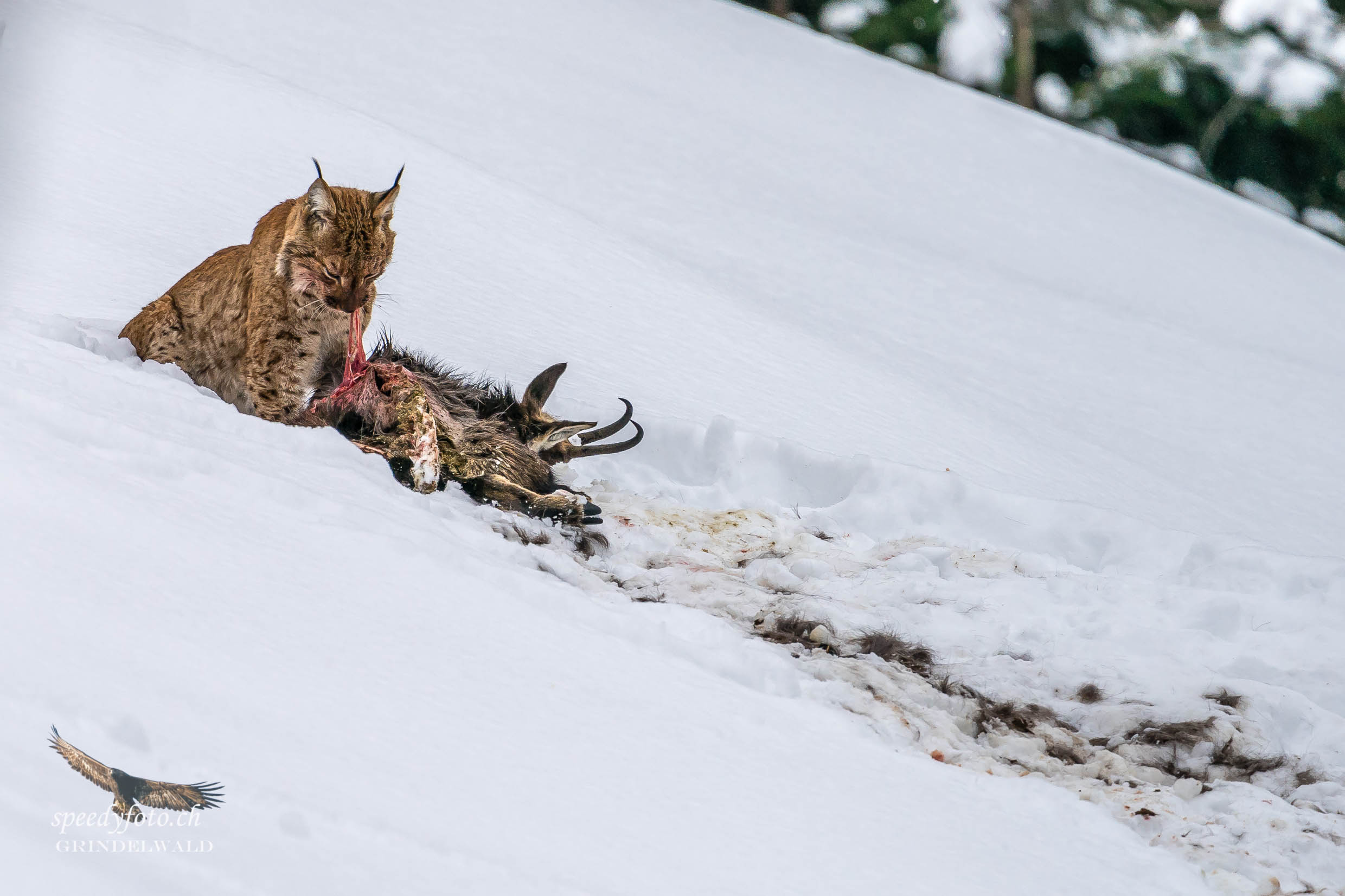 Luchs mit Beute - Wildlife Grindelwald