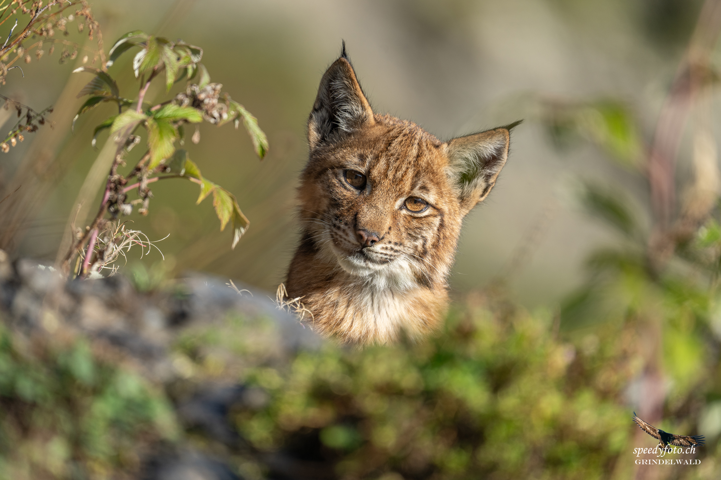 Eye in eye - lynx - Wildlife Grindelwald 