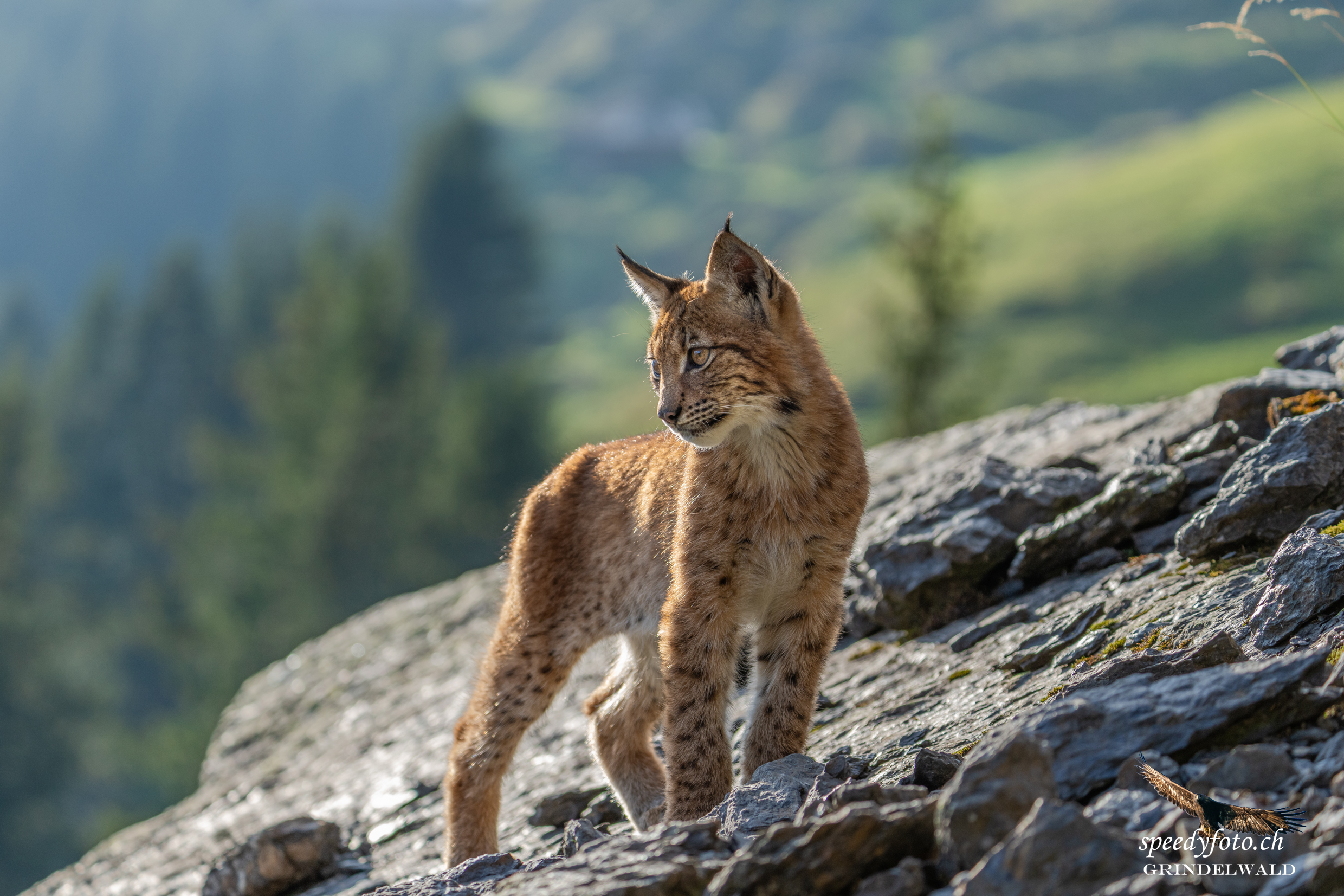 Little proud lynx - Wildlife Grindelwald