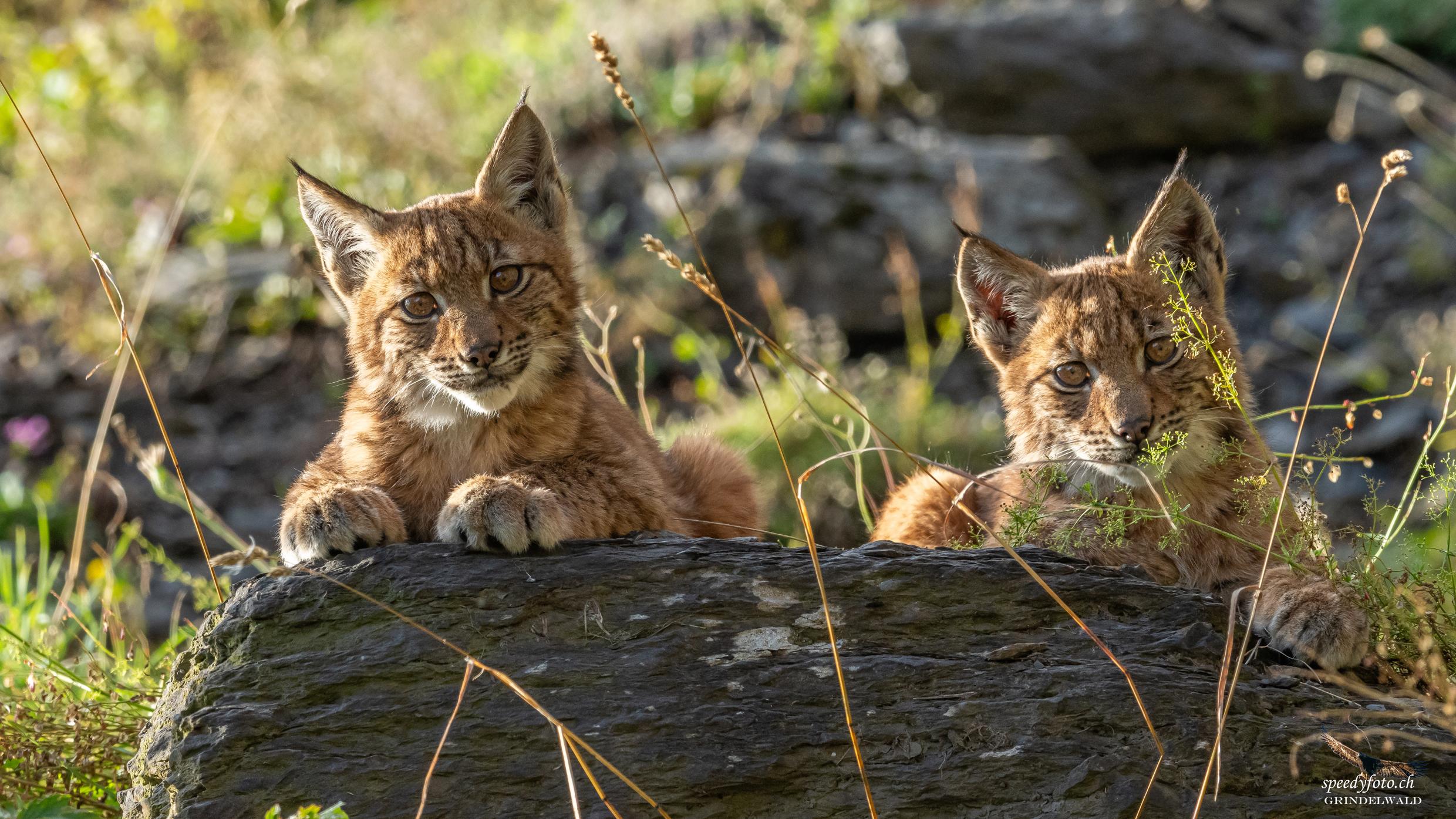 The young lynx - Wildlife Grindelwald 